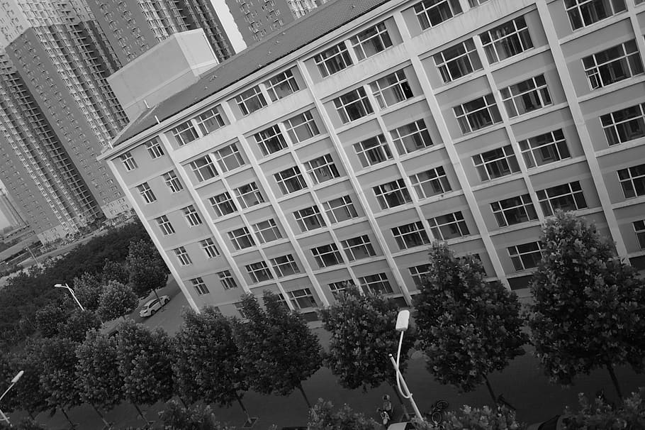 tree, plant, building exterior, built structure, architecture HD wallpaper