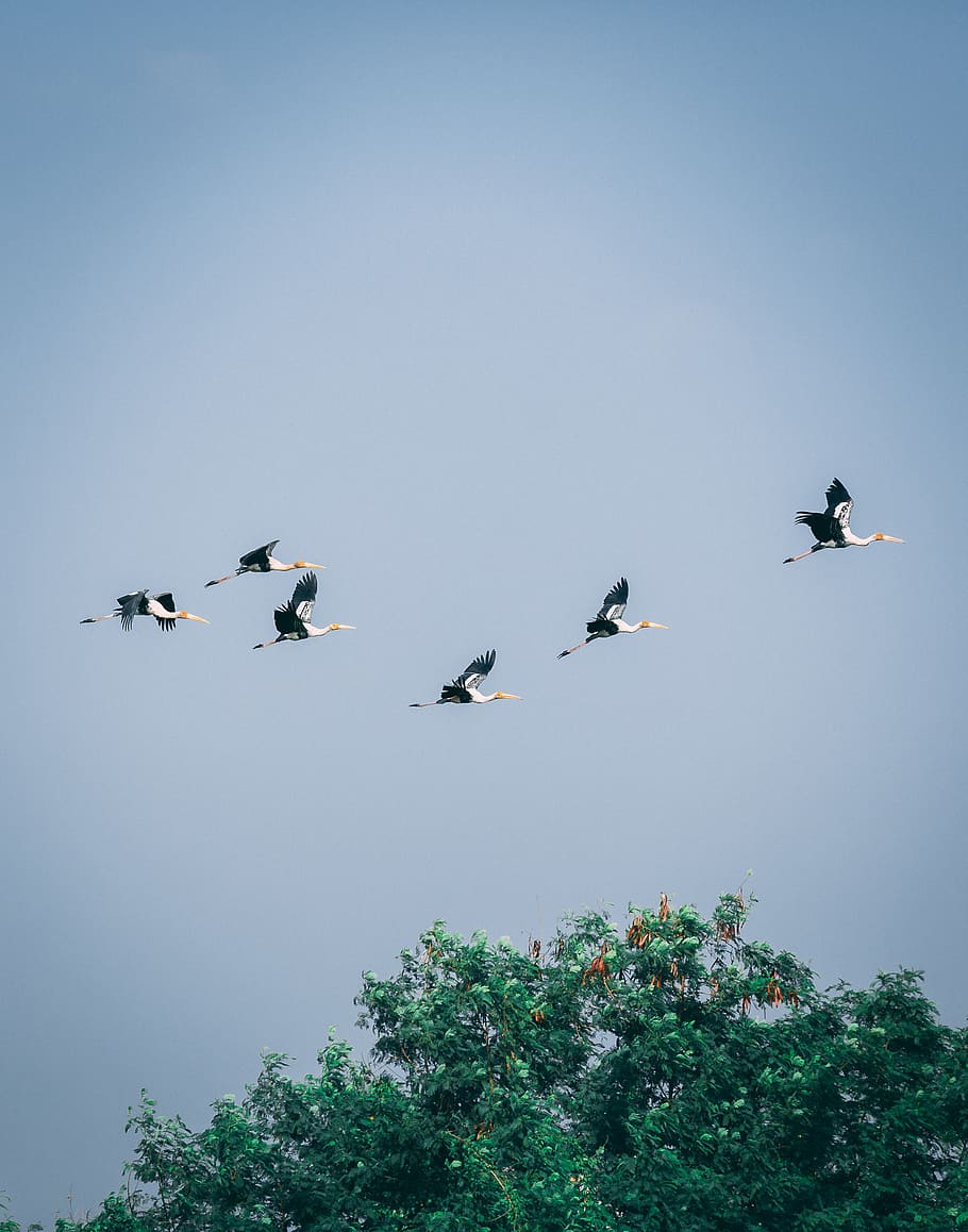 india, kochi, nature, migratory, flock, crane, sky, migration, HD wallpaper