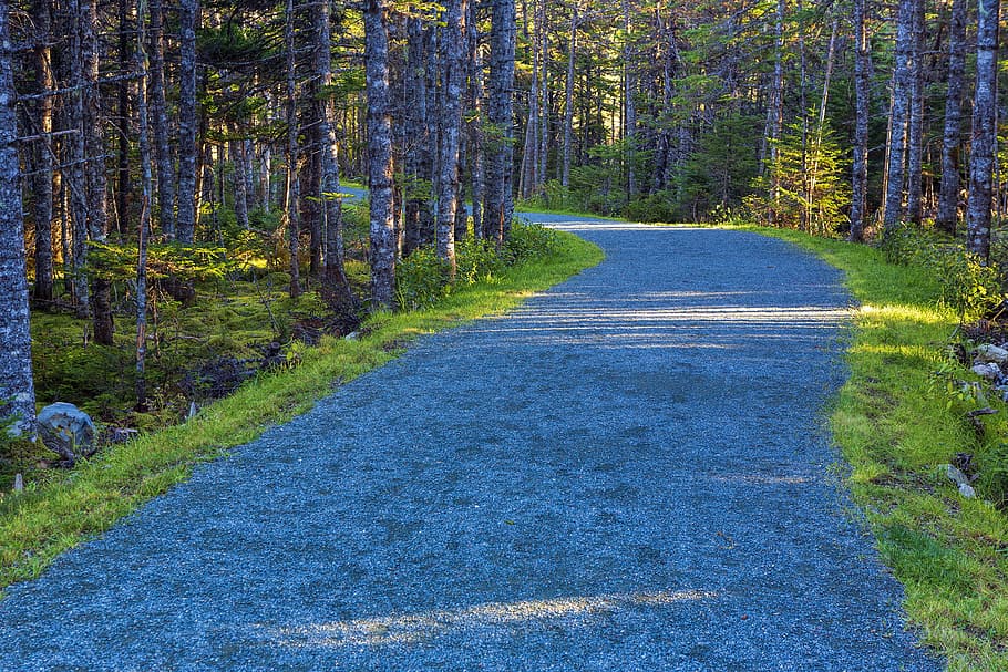 Autumn color and light on a walking trail., newfoundland and labrador HD wallpaper