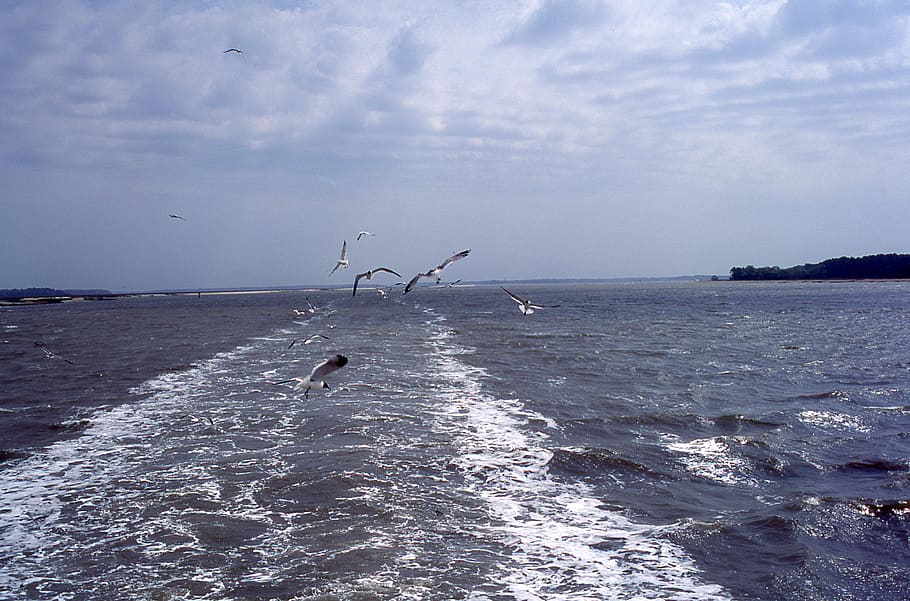 united states, hilton head island, south carolina, seagulls, HD wallpaper