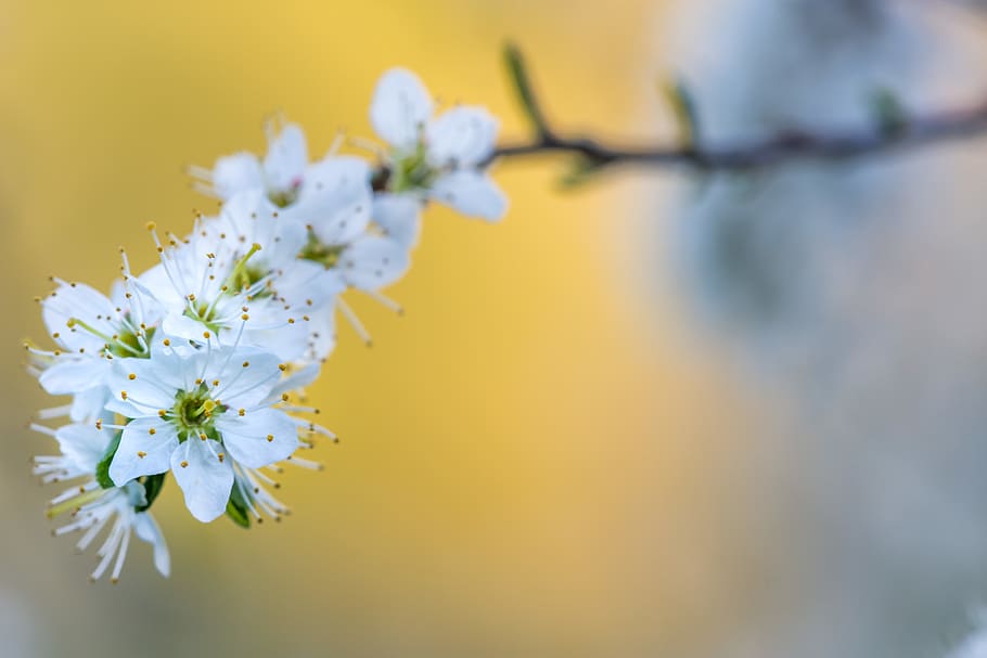 netherlands, eys, sunset, white, spring, floral, hawthorn, tree HD wallpaper