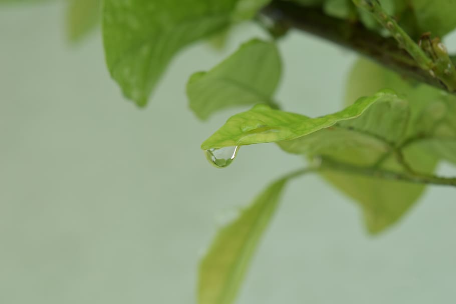 drop, leaf, green, water, damp, drip, garden, colorful, plant HD wallpaper