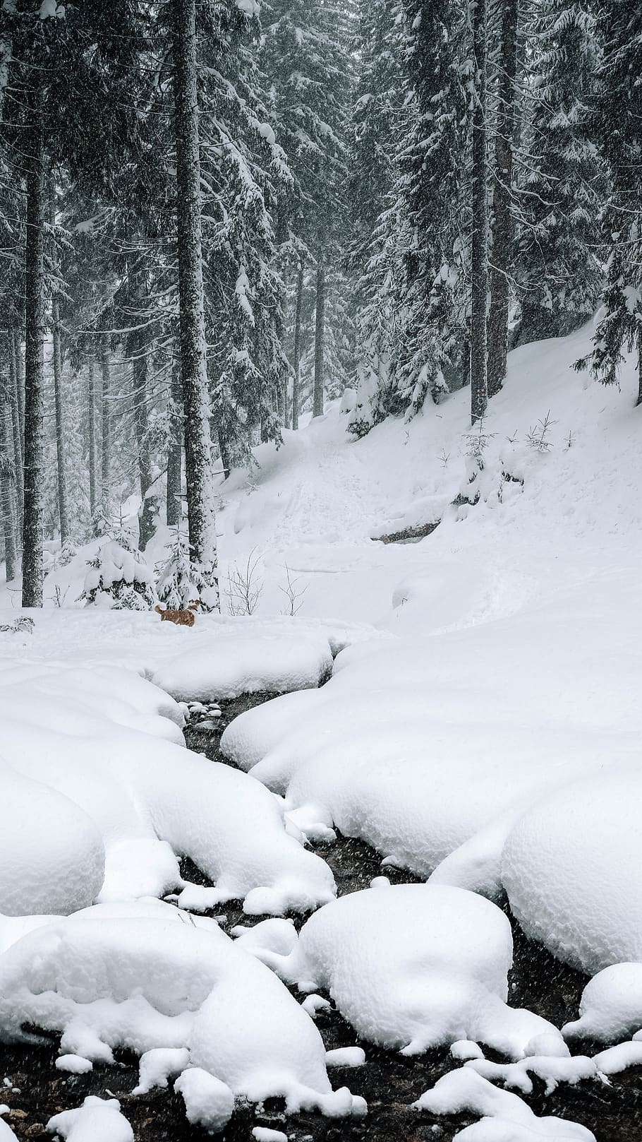 river between snowfield, tree, plant, outdoors, nature, abies HD wallpaper