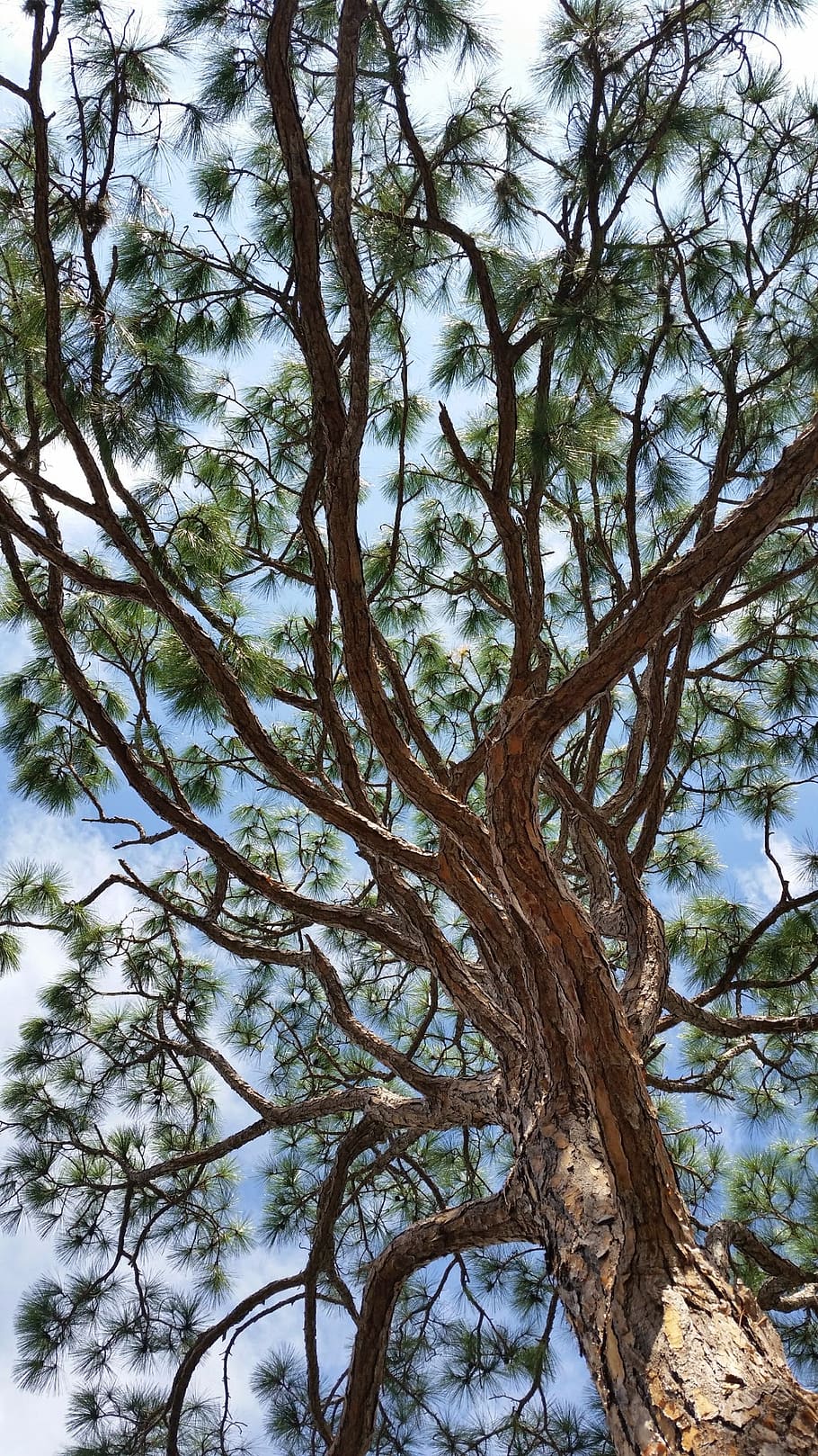 tree, pine, pine needle, sky, bark, plant, branch, low angle view HD wallpaper