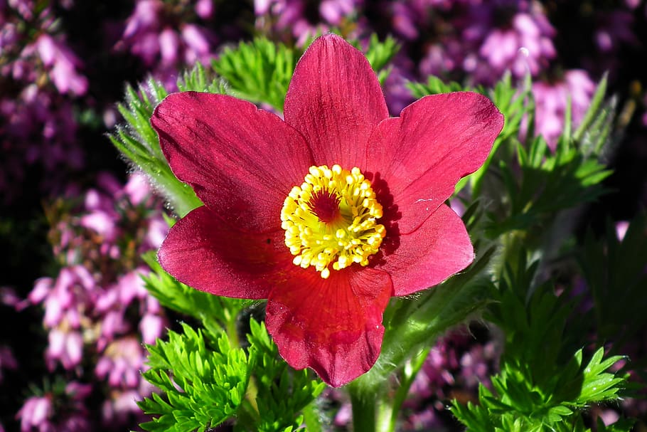 sasanka, flower, red, spring, garden, macro, hairy, nature HD wallpaper