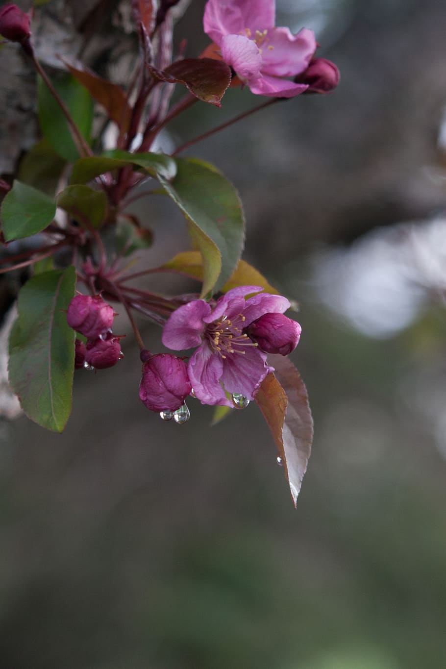 nature, spring, water droplets, tree, flower, flowering plant HD wallpaper