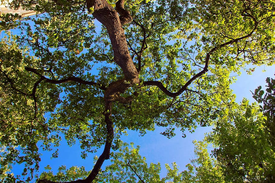 tree, background, backlit, beam, beautiful, beauty, colour HD wallpaper