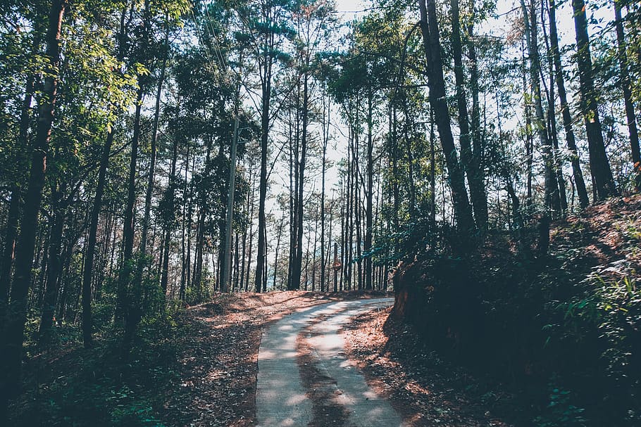 clear winding road inside forest, tree, plant, trail, path, mon chong HD wallpaper
