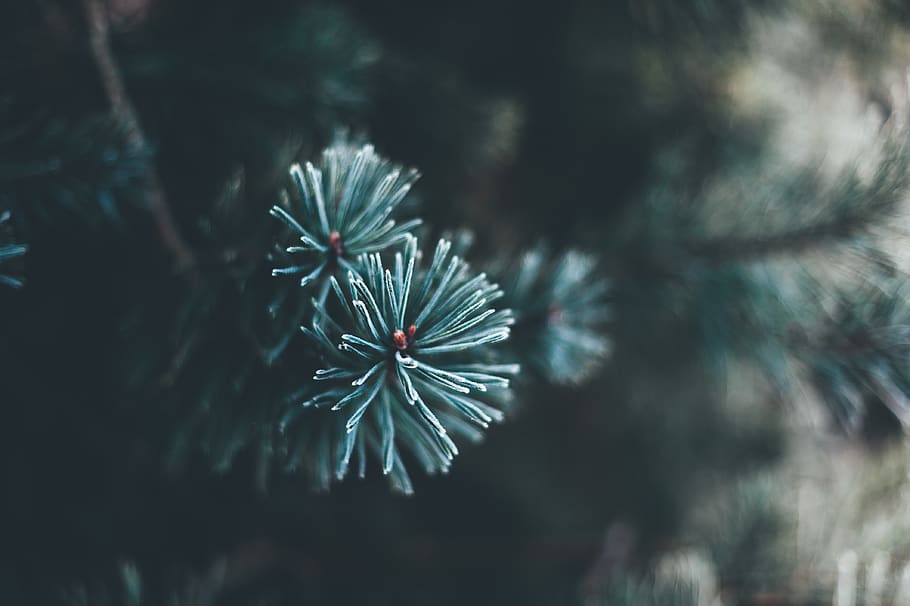 netherlands, tree, snow, winter, frost, abstract, closeup, moody, HD wallpaper