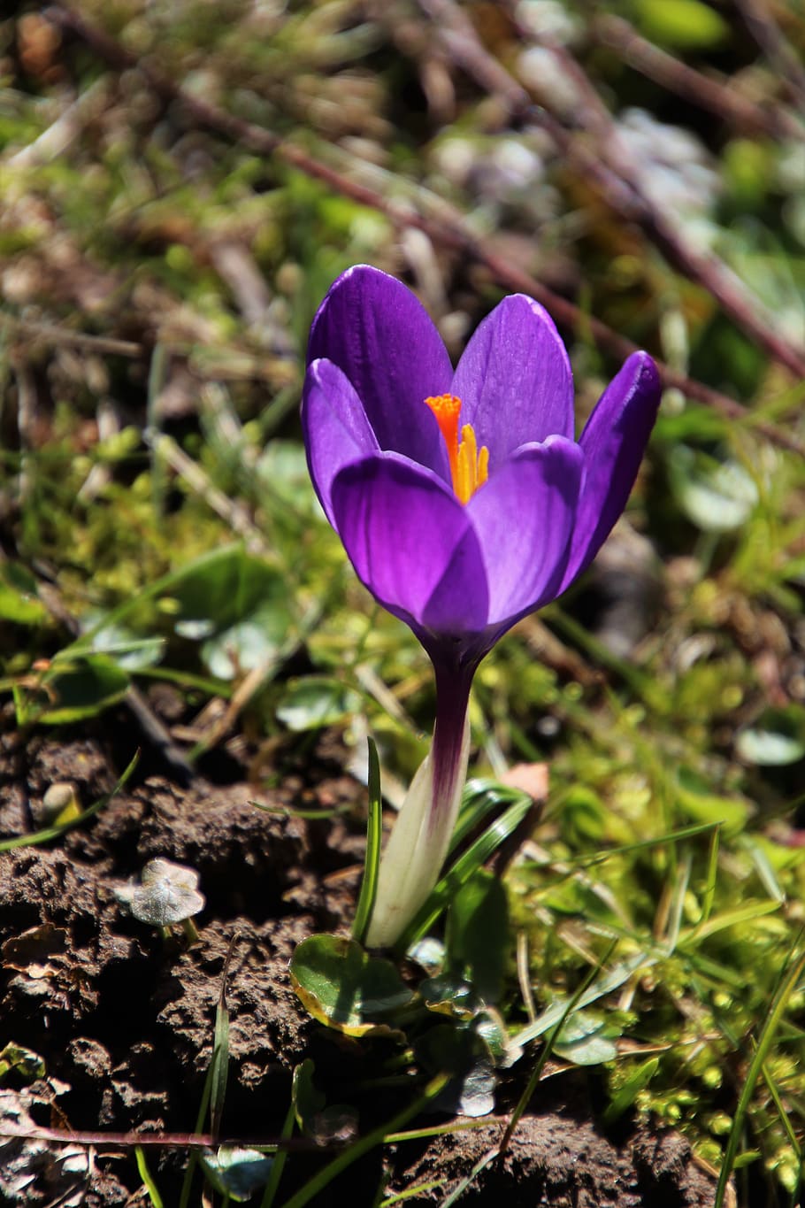 spring, one, krokus, violet, nature, flower, plant, season
