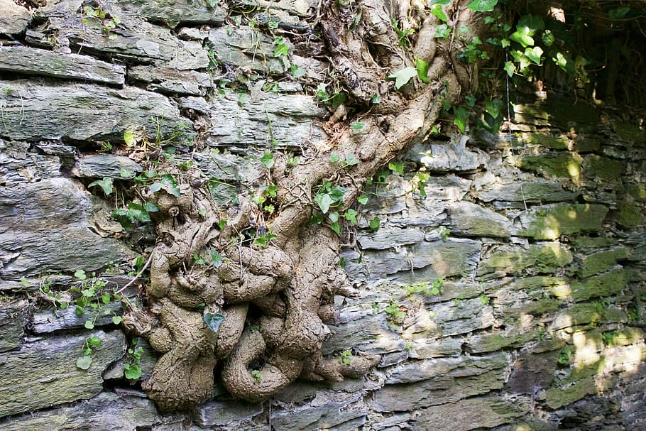 wall, stone wall, old wall, tree, roots, ivy, strength, nature, HD wallpaper