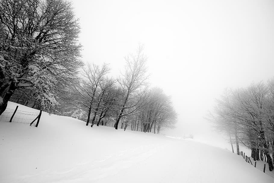 leafless trees, nature, winter, snow, outdoors, storm, blizzard HD wallpaper