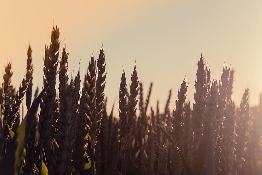 sunset, cereals, field, summer, sky, agriculture, wheat, growth HD wallpaper