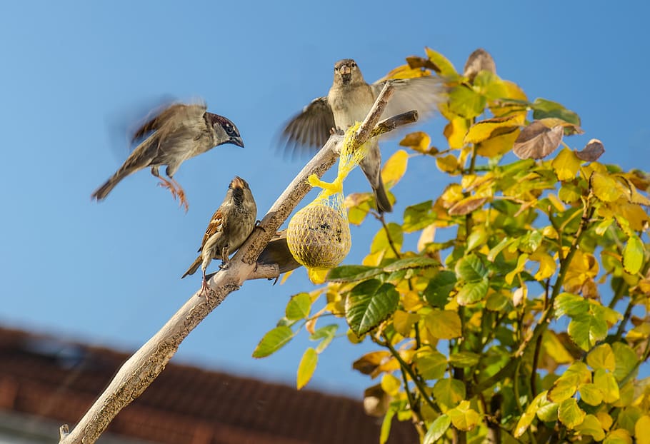 gray bird on yellow plants, animal, sparrow, anthus, vegetation HD wallpaper