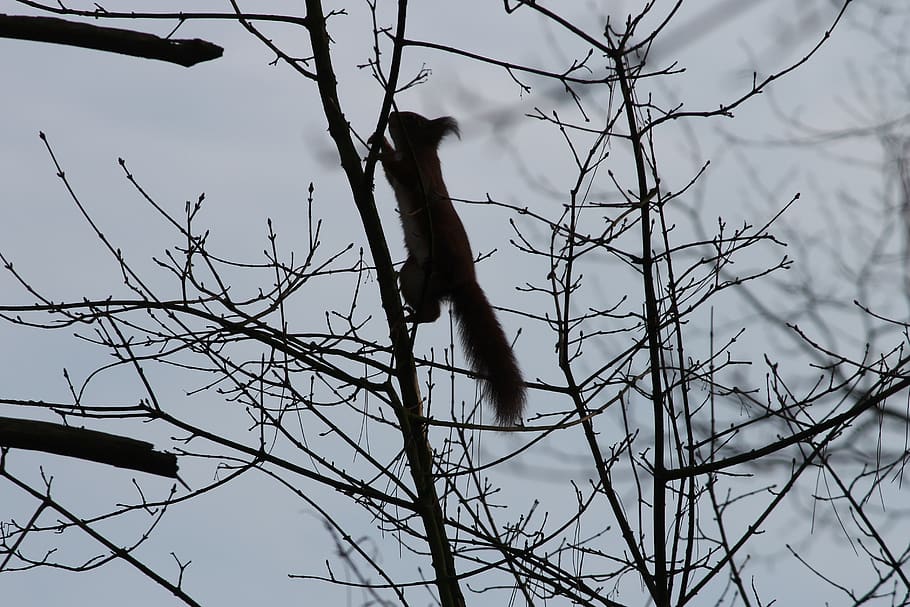 squirrel, silhouette, climb, tree, branch, branches, gymnastics HD wallpaper