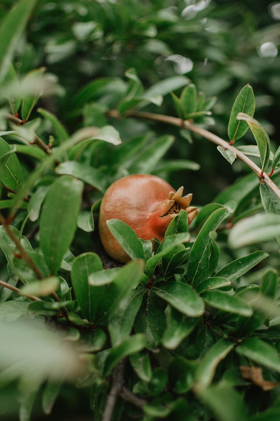 red pomegranate, plant, food, produce, fruit, persimmon, greece HD wallpaper