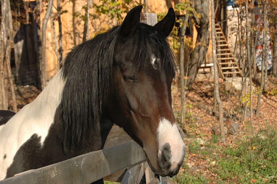 horse, paint, farm, mare, equestrian, mammal, animal themes HD wallpaper