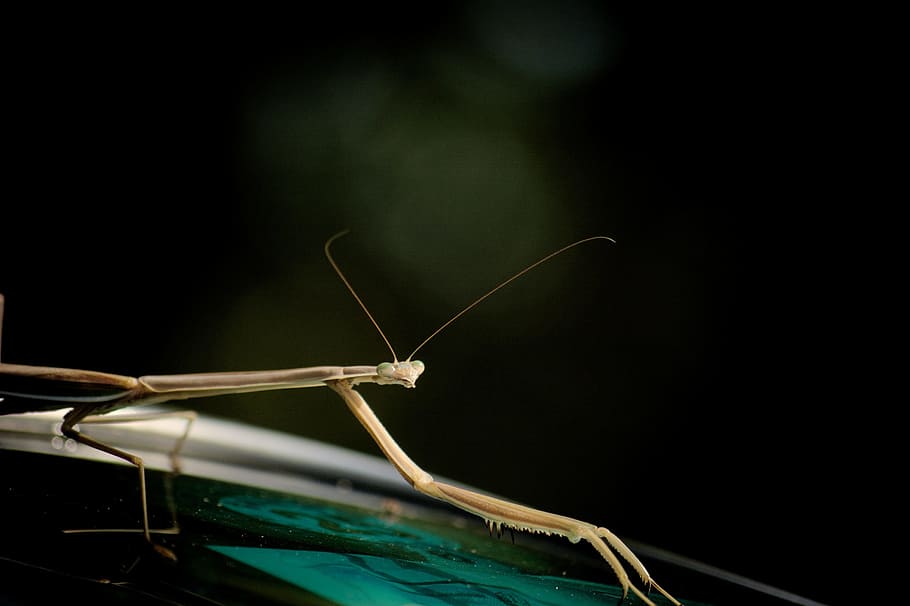 wing, light, night, photography, antenna, green, praying mantis HD wallpaper