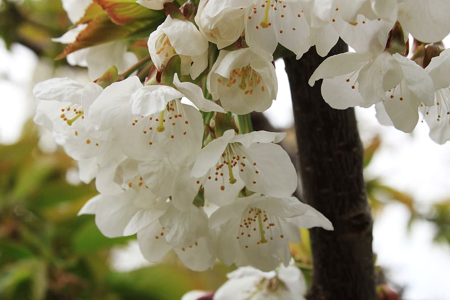 cherry blossoms, spring, plant, ornamental cherry, branch, flower HD wallpaper
