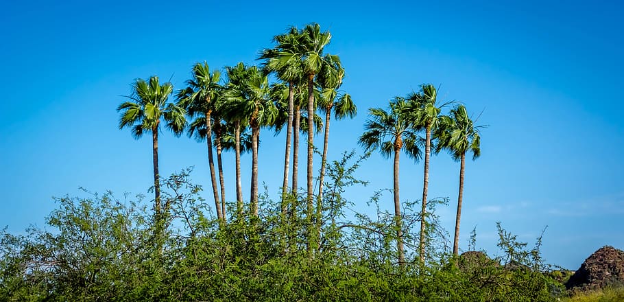 nature, tree, summer, blue, sky, palm tree, tropical climate HD wallpaper