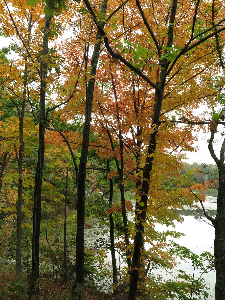 2016, autumn, fall, trees, forest, lake, fog, gray, orange HD wallpaper