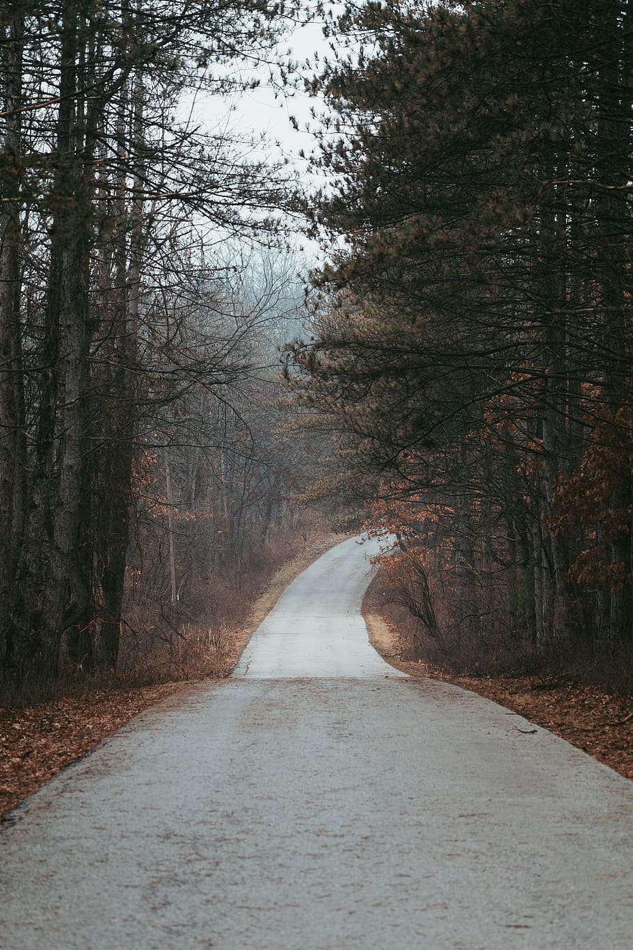 road in between tree during daytime, direction, the way forward HD wallpaper