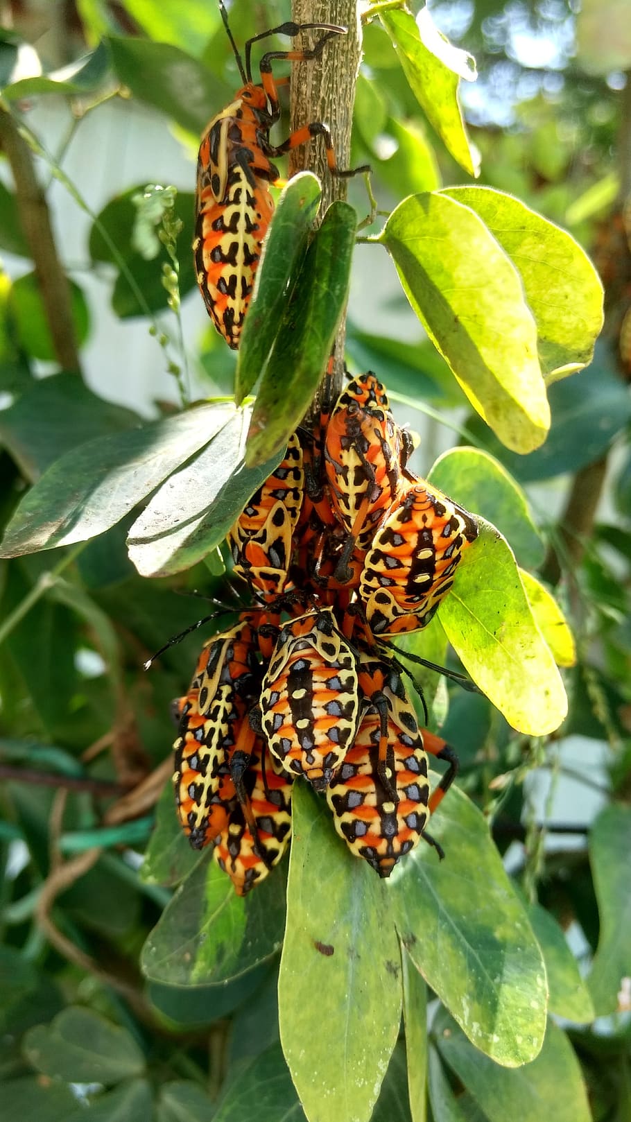 insect, plant, animals, spring, nature, animal wildlife, animals in the wild HD wallpaper