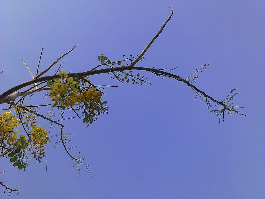 tree, flowers, sky, branch, blue, plant, clear sky, nature HD wallpaper