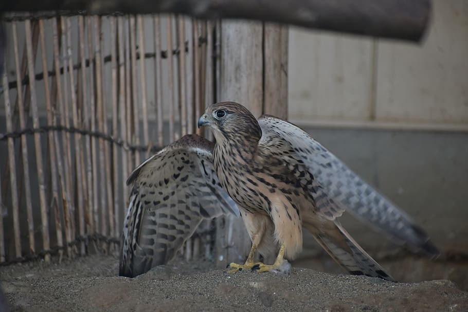 animal, bird, wild birds, raptor, falconidae, kestrel, feathers, HD wallpaper