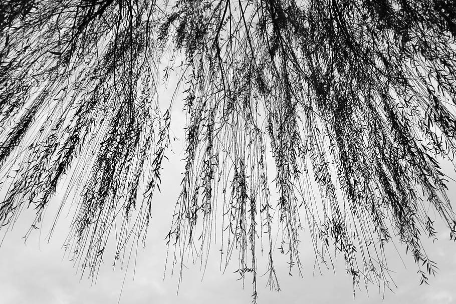 plant, tree, grass, willow, reed, lawn, birch, throat, fence HD wallpaper