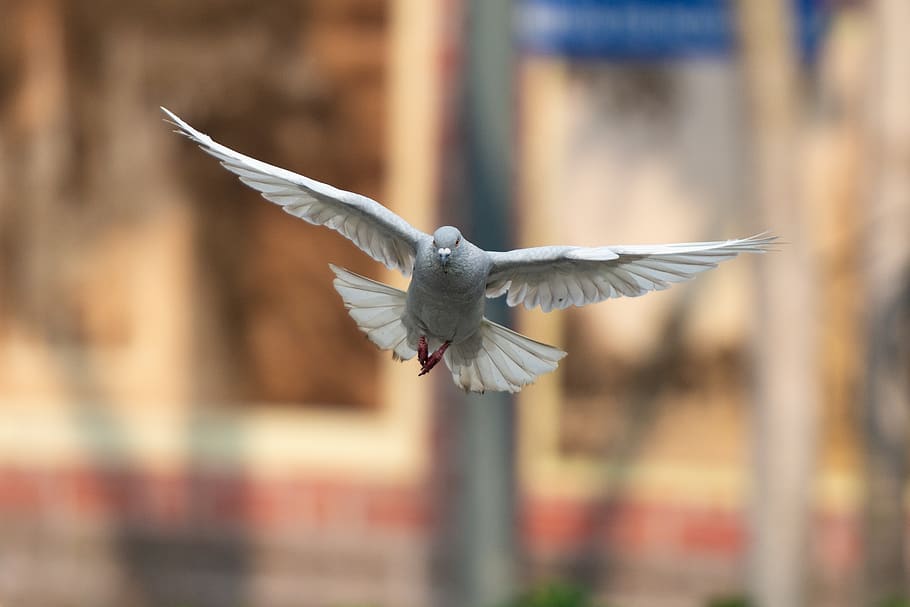 bird, animal, flying, spread wings, animal wildlife, animal themes HD wallpaper