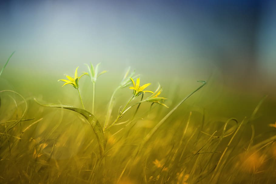 nature, grass, field, summer, haymaking, landscape, plant, wildlife HD wallpaper