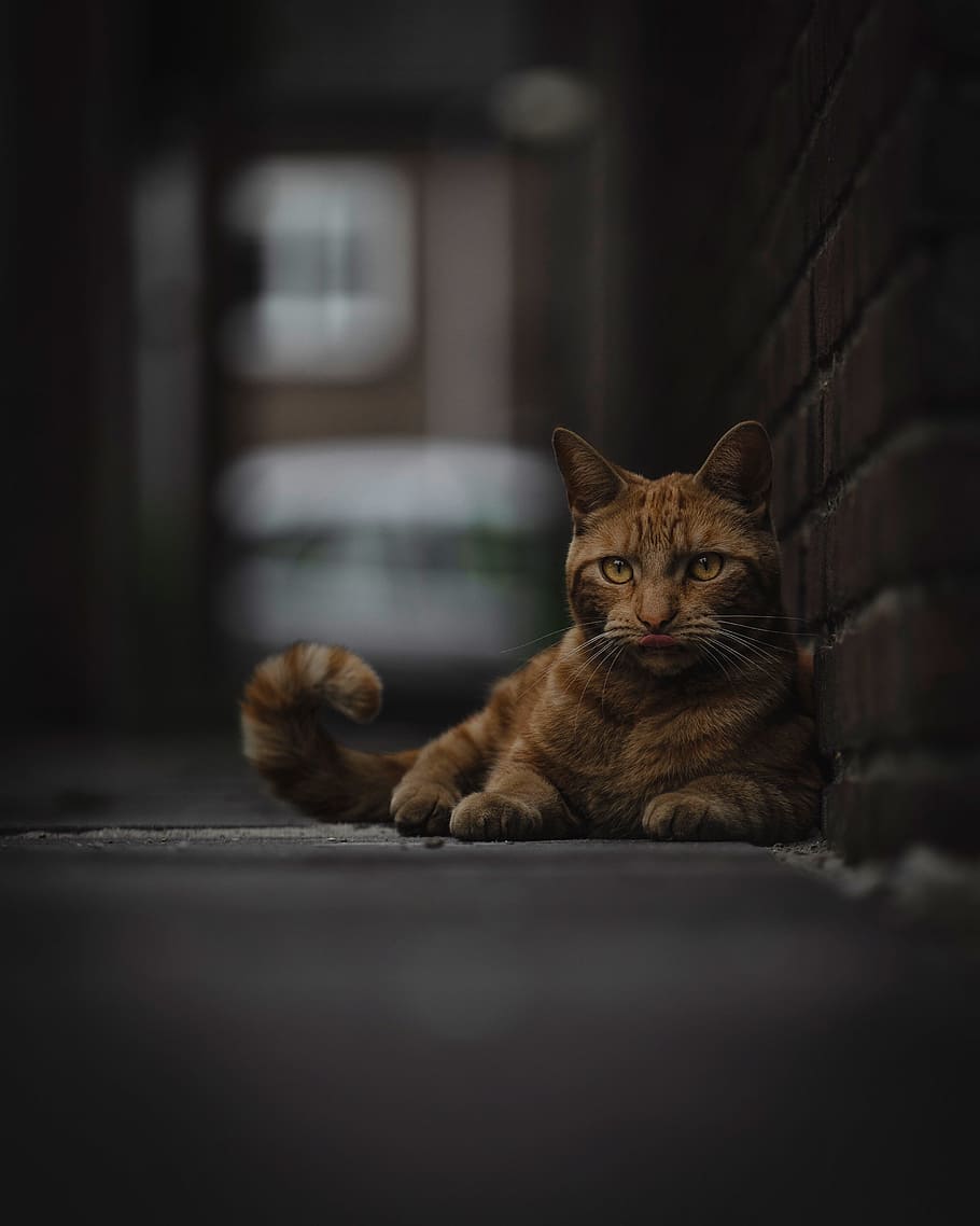 orange tabby cat beside wall, kitten, animal, bokeh, blur, alley