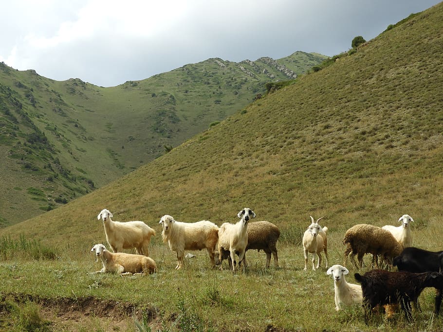 mountains, summer, alpine meadows, goats, herd, pasture, cattle HD wallpaper