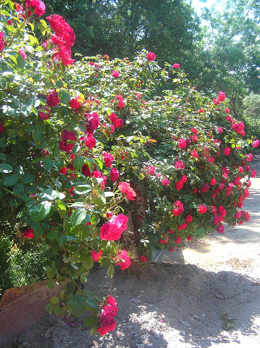 hedge, roses, red, summer, red roses, garden, flowers, bloom HD wallpaper