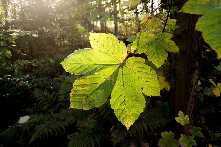 leaf, close up, big, warm, autumn, green, shadow, isolated HD wallpaper