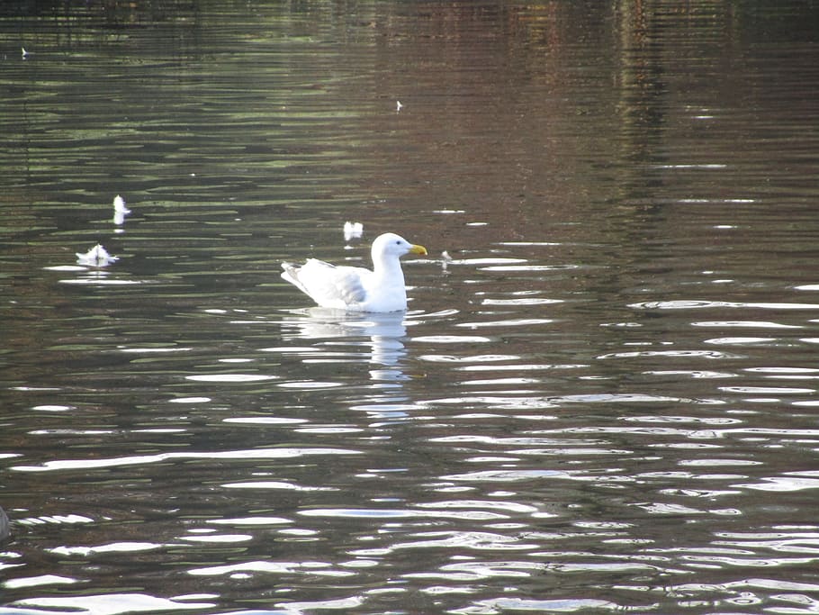 seagull, pond, white, bird, animals in the wild, vertebrate HD wallpaper