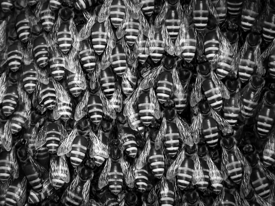 hive, honey, bee, bees, insect, wild life, black and white, HD wallpaper