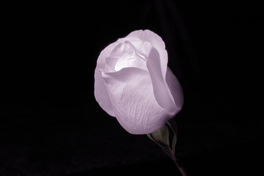 Pink Rose Flower Surrounded by Dark, beautiful, blooming, bright HD wallpaper