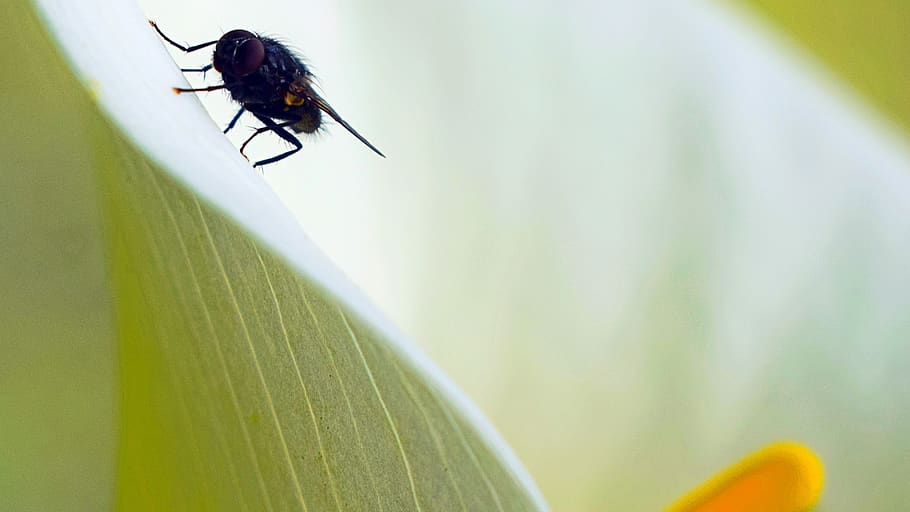 fly, macro, lilly, plant, flower, insect, invertebrate, animal wildlife HD wallpaper
