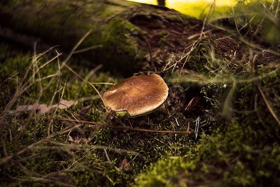 fungus, forest, day, autumn, mushrooms, red, toxic, hat, toadstool HD wallpaper