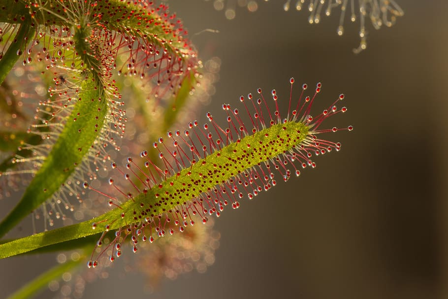 Red and Green Leaf Plant, close-up, droplets, drosera, macro HD wallpaper