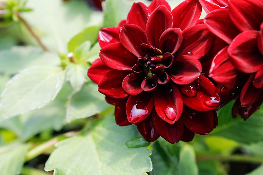 closeup, raindrop, green, nature, red, flower, flowering plant HD wallpaper