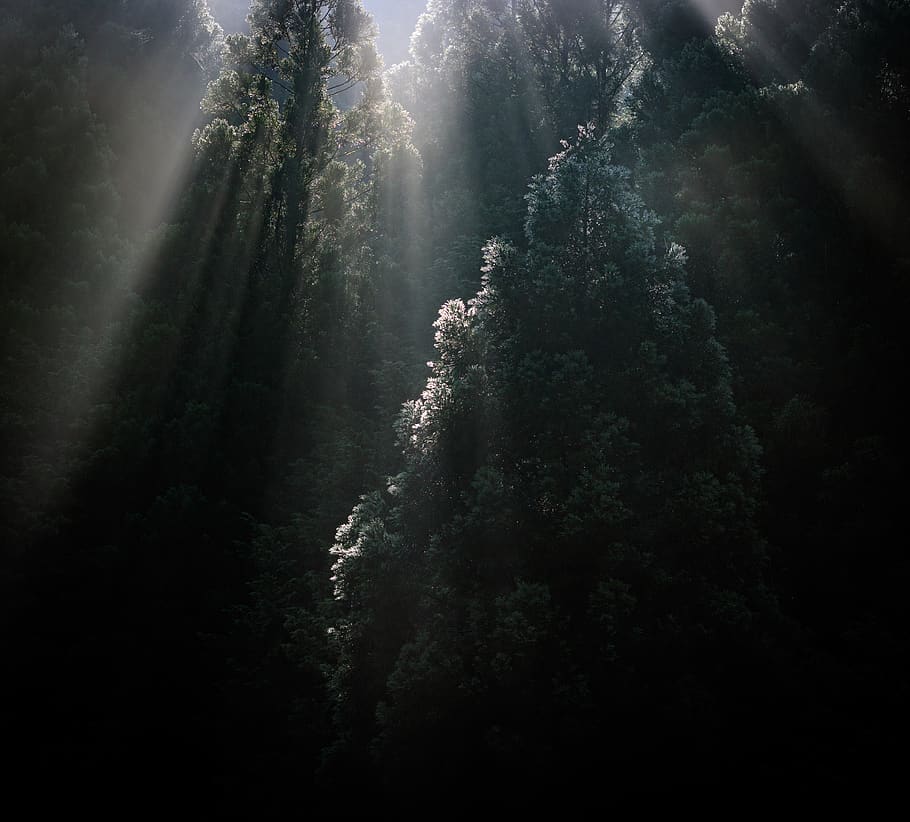 flare, light, sunlight, nature, abies, plant, tree, fir, outdoors HD wallpaper