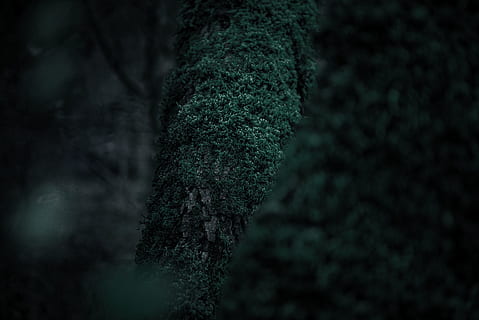 green moss close-up photography, plant, tree, vegetation, abies HD wallpaper