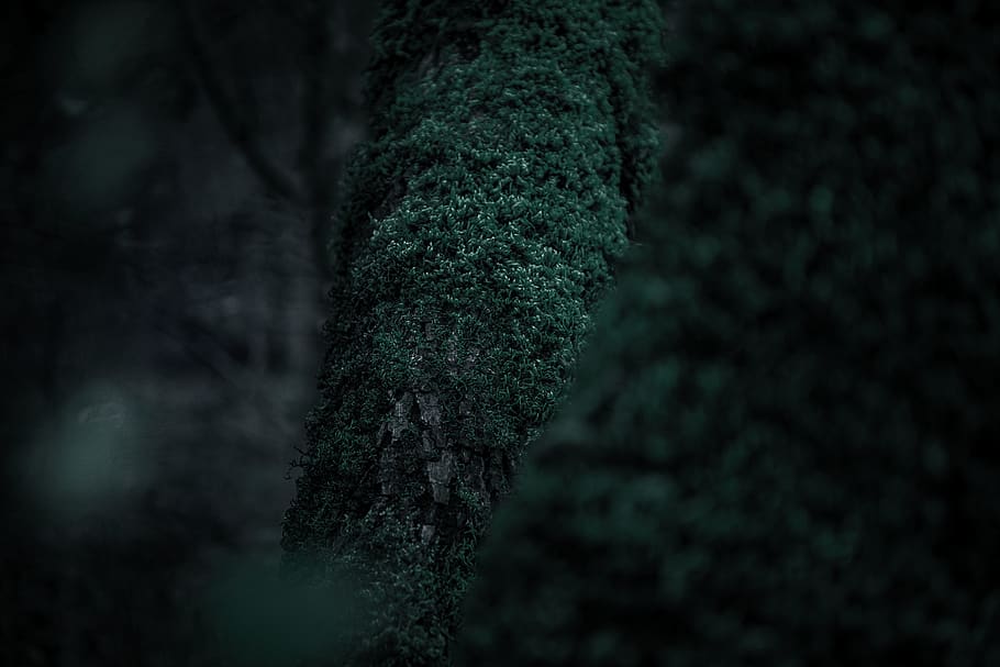green moss close-up photography, plant, tree, vegetation, abies HD wallpaper