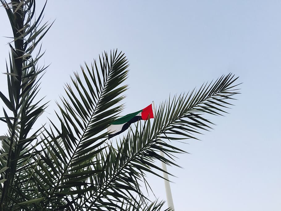 united arab emirates, ajman, سارية العلم, trees, palm tree, HD wallpaper