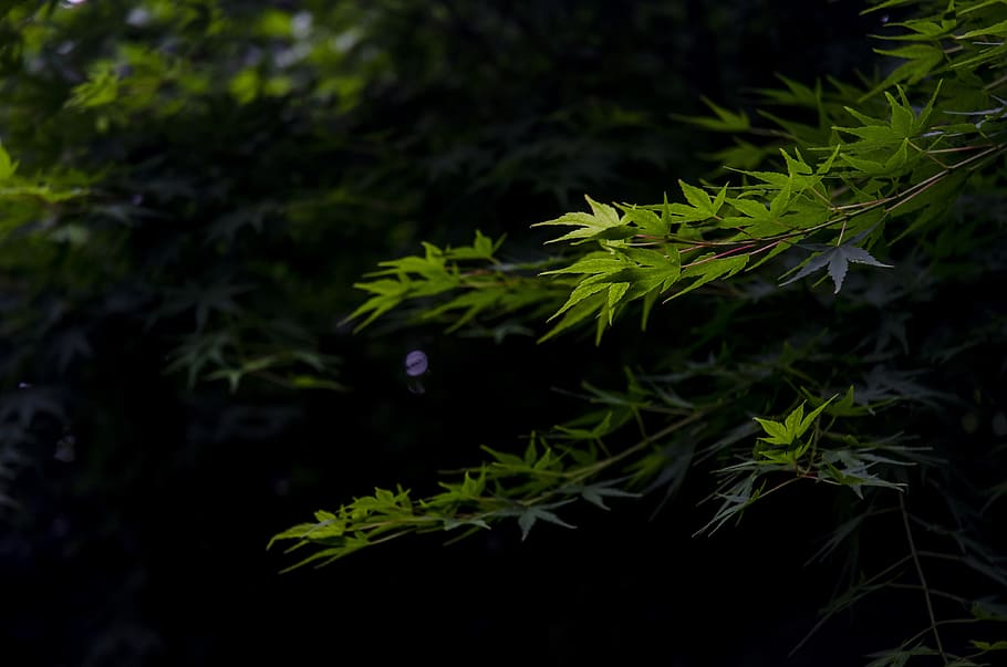 hangzhou, spring, maple, green, plant, growth, green color HD wallpaper