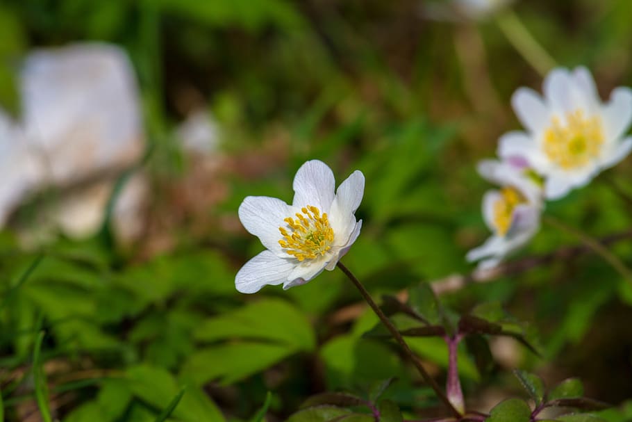 wood anemone, flower, nature, white, blossom, bloom, spring, HD wallpaper