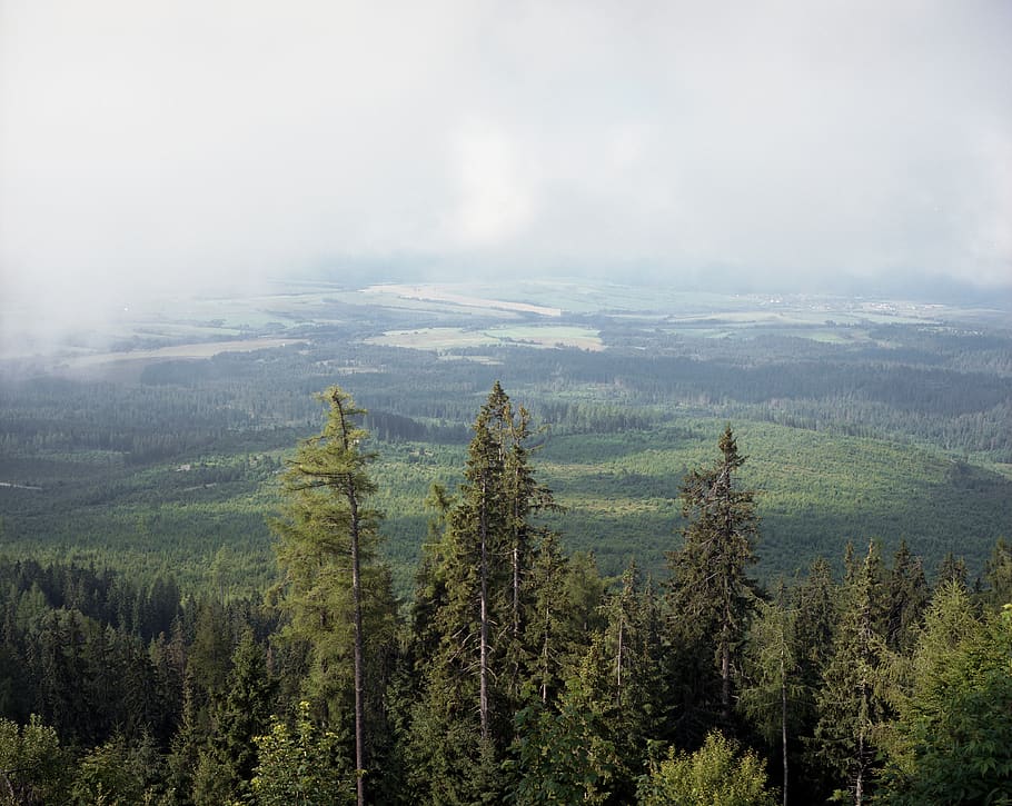 green trees under white cloud formation during daytime, plant HD wallpaper